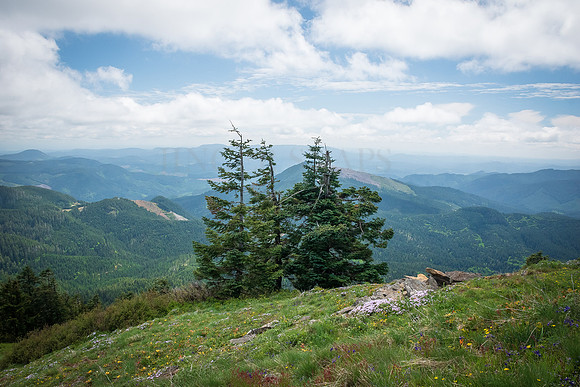 The Hills are Alive