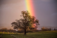 Colour My Fields