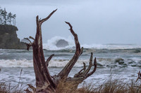 View of the Wild