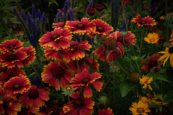 Assorted Beauty