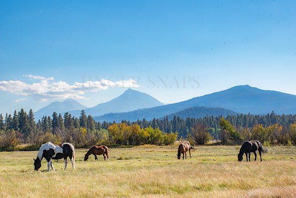 Wild Mountain View