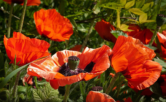 Colour My Poppy