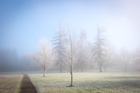 Frosted