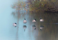 Shallow Gathering