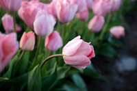 Pretty in Pink