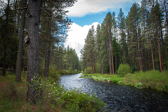 Fly Fishing Only