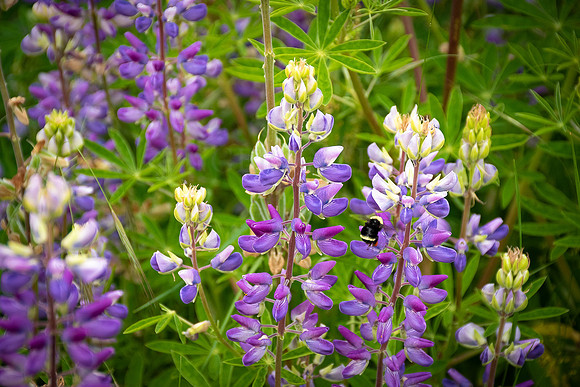 Lupine Beauties