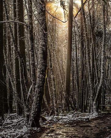 Winter Glow