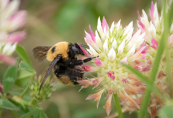 Cloverfull Bee