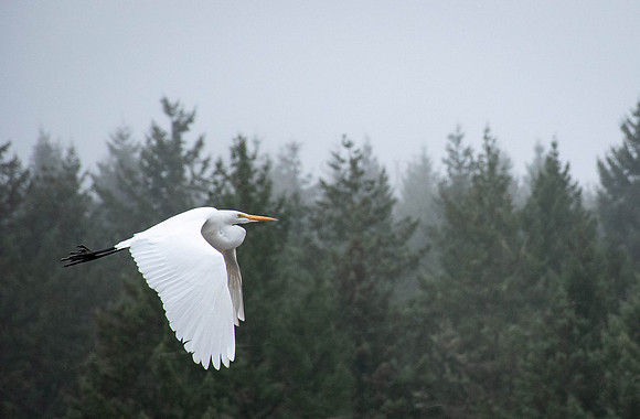 Elegance in the Mist