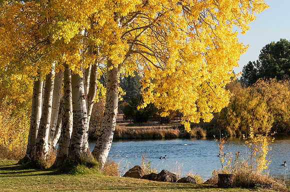 Aspens Striking Gold