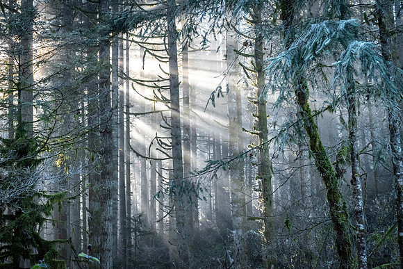 Frosted Morning