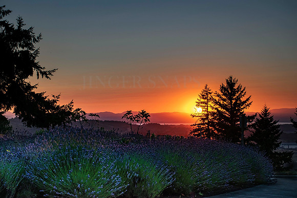 Lavender Sunset