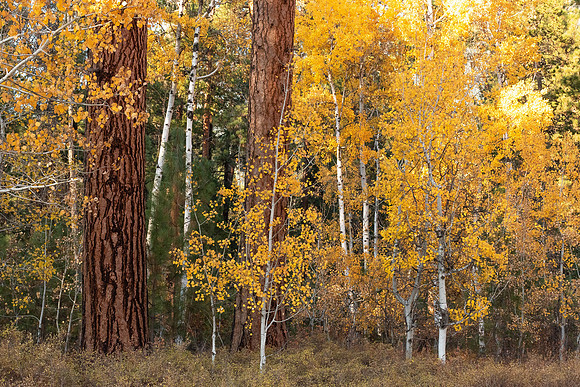 Mingling Aspens