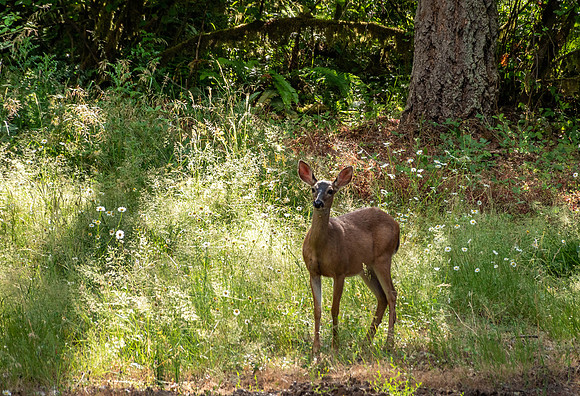 The Yearling