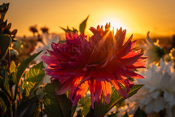 Dahlia Sunset