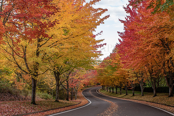 Autumn in Corvallis