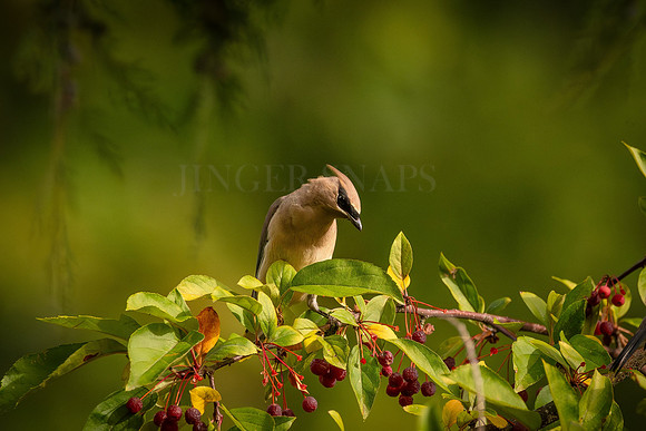 Cedar Waxwing enjoying some Berries