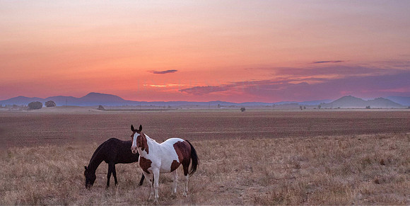 Beauties in the Sunset