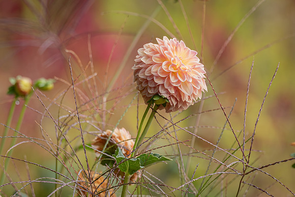 Peachy Dahlia