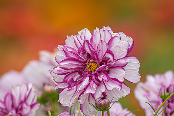 Colorful Dahlia