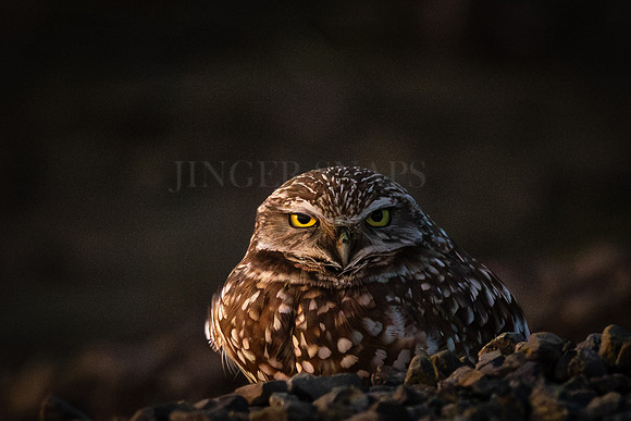 Serious Burrowing Owl
