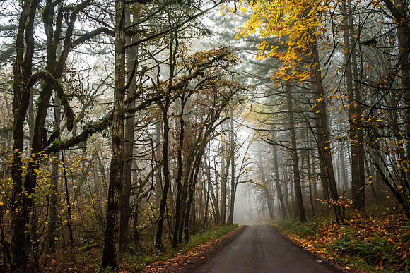 November Drive - Finley Wildlife Refuge