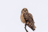 2025-26 Shorteared Owls