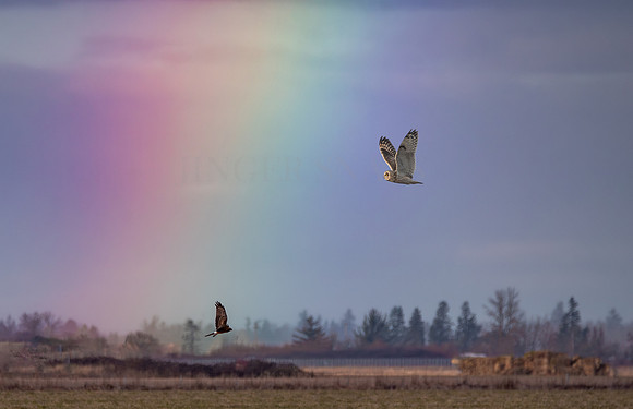 Rainbow Owl