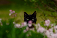 Eyes