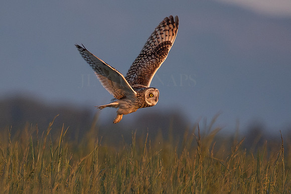 Short -Eared Owl