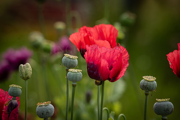 Pretty poppies